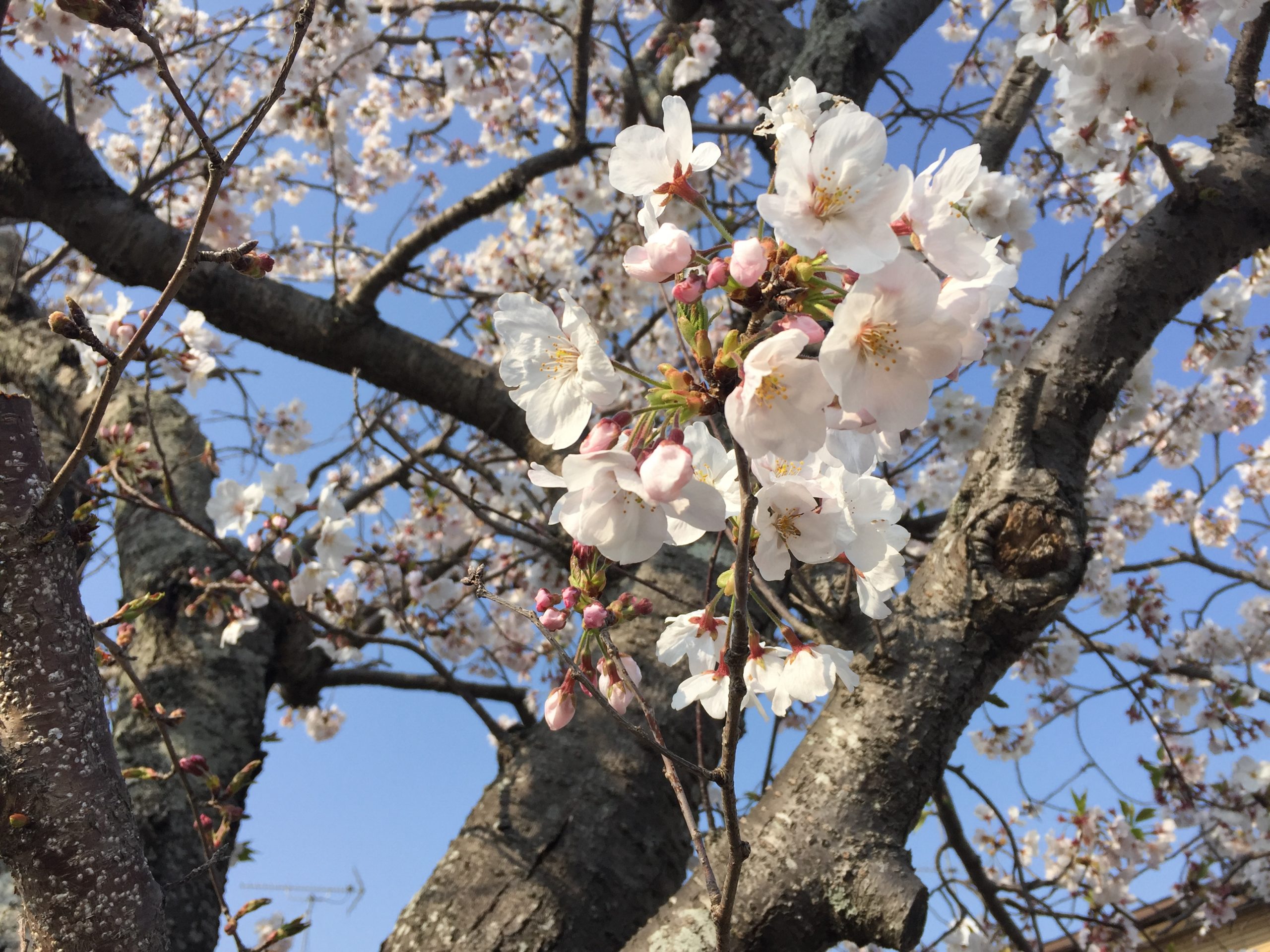 桜の枝下ろし 磐田市 浜松市のリフォームなら 住まいのソムリエ 安住工房 あずみこうぼう